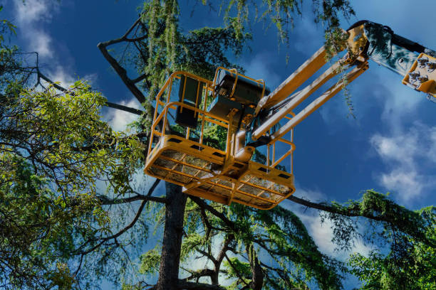 Best Tree Risk Assessment  in Nanticoke, PA